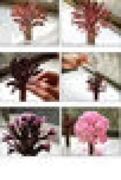 Sakura-puu