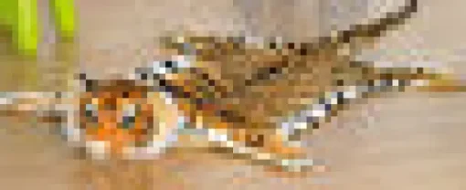 Tiikerimatto